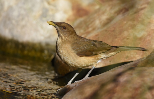 Clay-colored Thrush