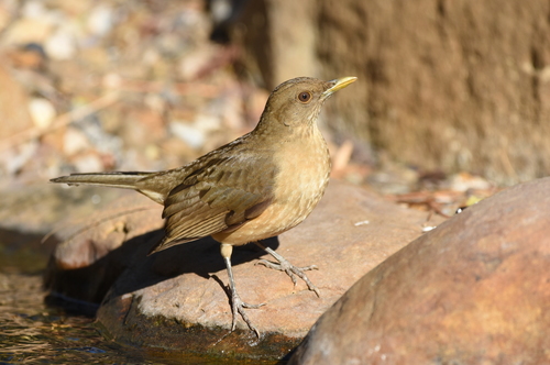 Clay-colored Thrush