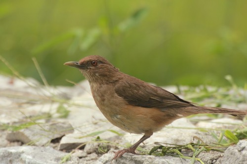 Clay-colored Thrush