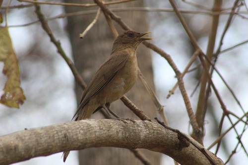 Clay-colored Thrush