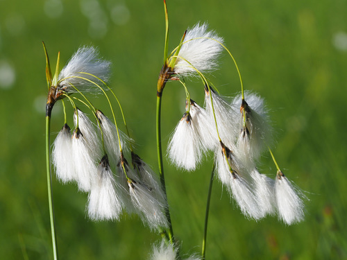 Common Cottongrass