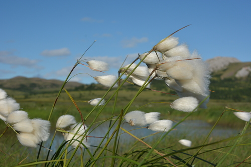 Common Cottongrass