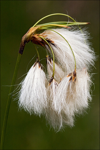 Common Cottongrass
