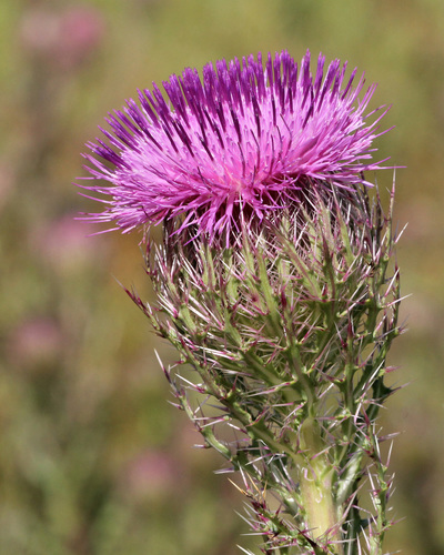 bristle thistle