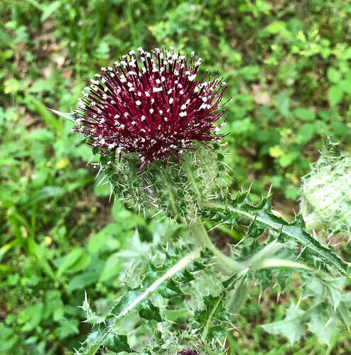 bristle thistle