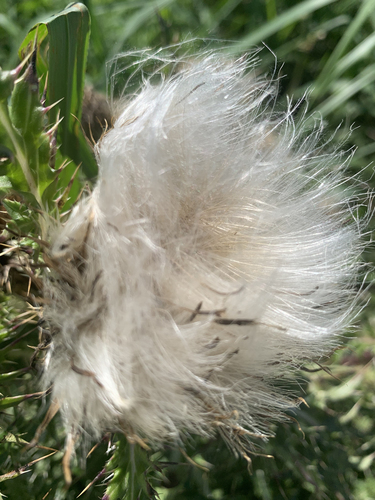 bristle thistle