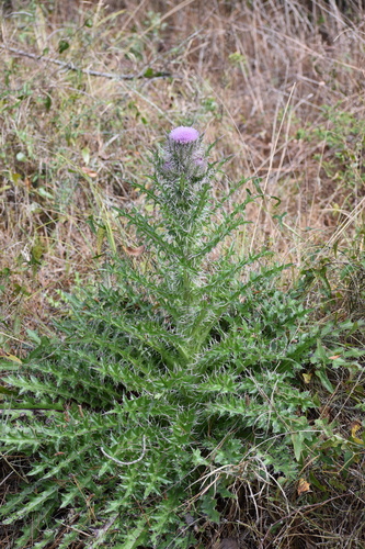 bristle thistle