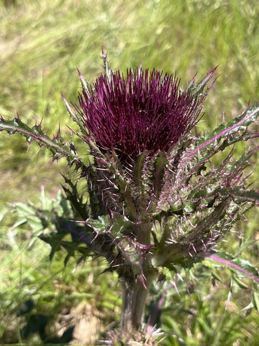 bristle thistle