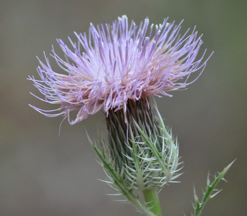 bristle thistle