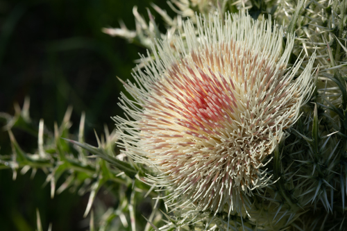 bristle thistle