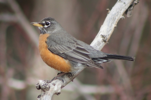 American Robin