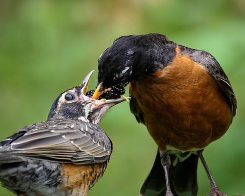 American Robin