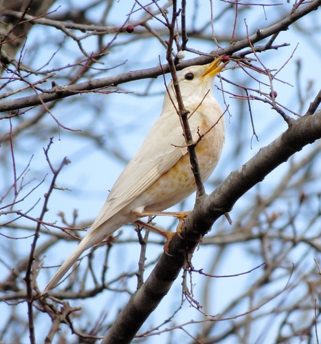 American Robin
