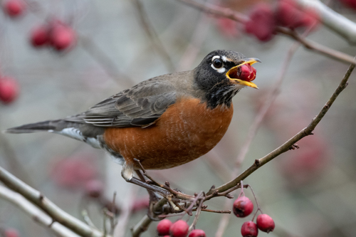 American Robin