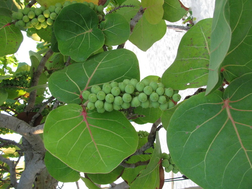 sea grape