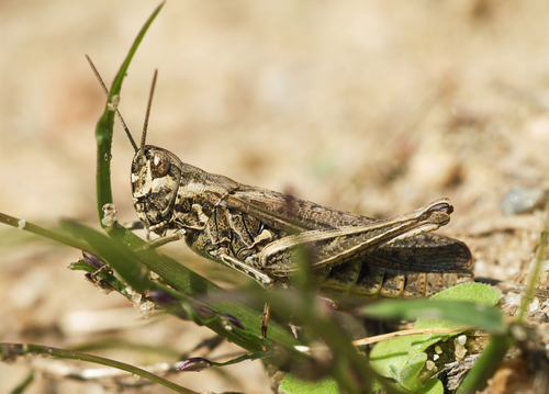 Common Field Grasshopper