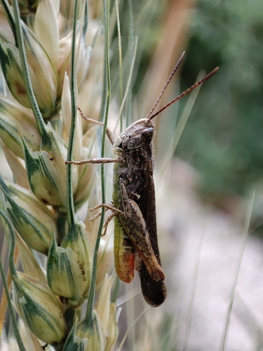 Common Field Grasshopper