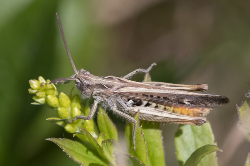 Common Field Grasshopper