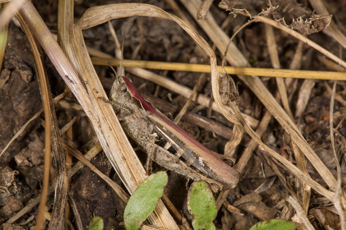 Common Field Grasshopper