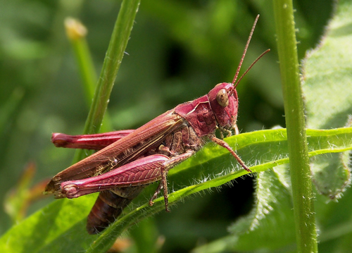 Common Field Grasshopper