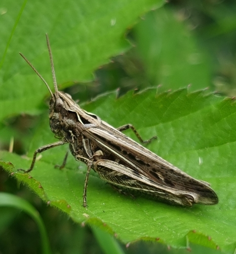 Common Field Grasshopper