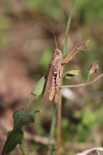 Common Field Grasshopper