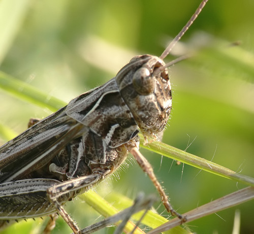 Common Field Grasshopper