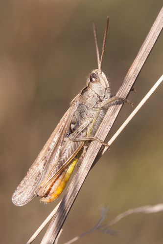 Common Field Grasshopper