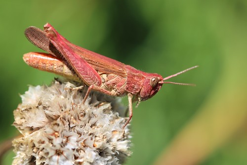 Common Field Grasshopper