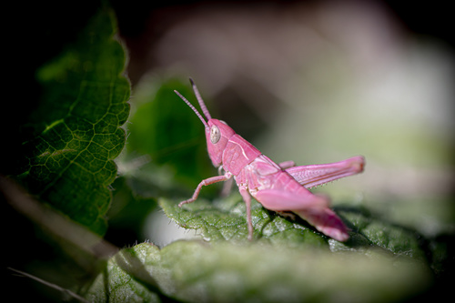 Common Field Grasshopper