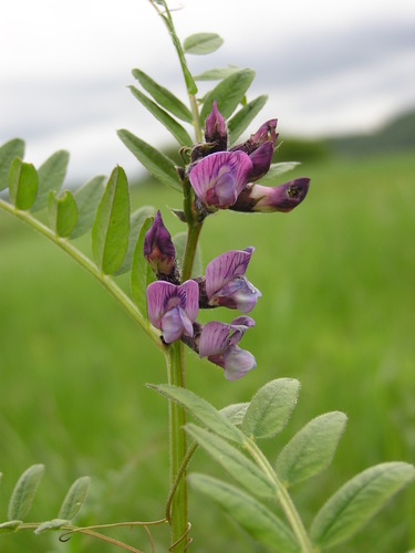 Bush Vetch