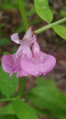 Bush Vetch