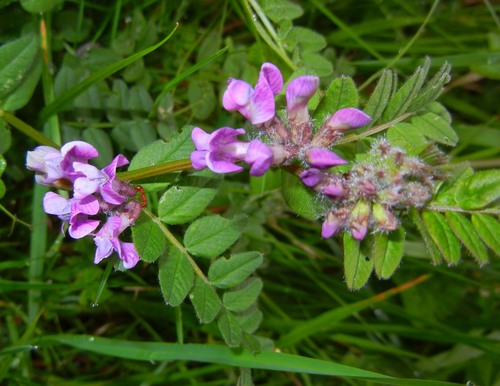 Bush Vetch