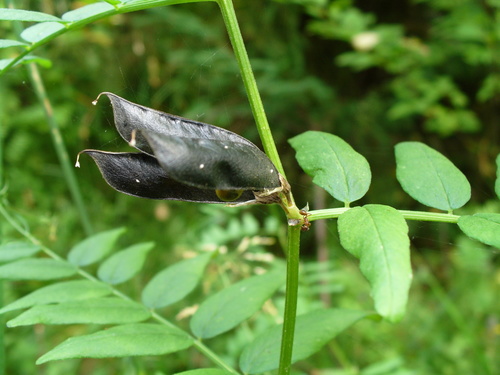 Bush Vetch