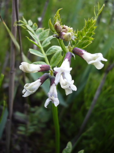 Bush Vetch