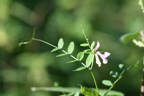 Bush Vetch