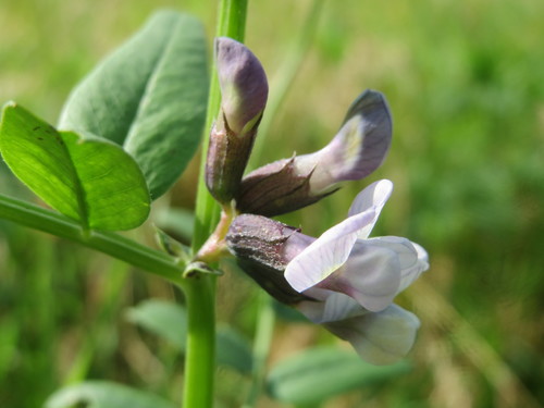 Bush Vetch