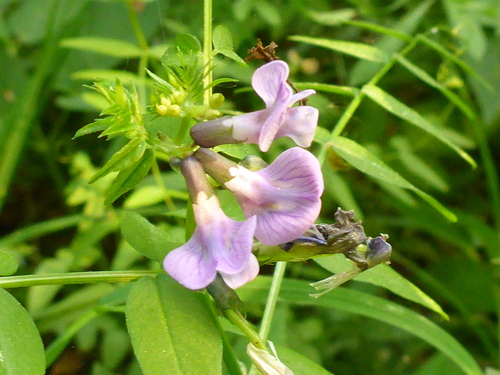 Bush Vetch