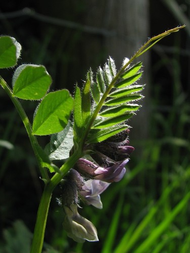 Bush Vetch