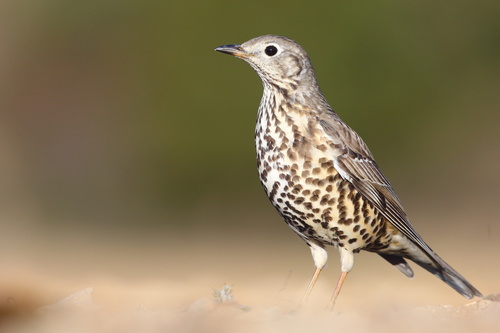 Mistle Thrush