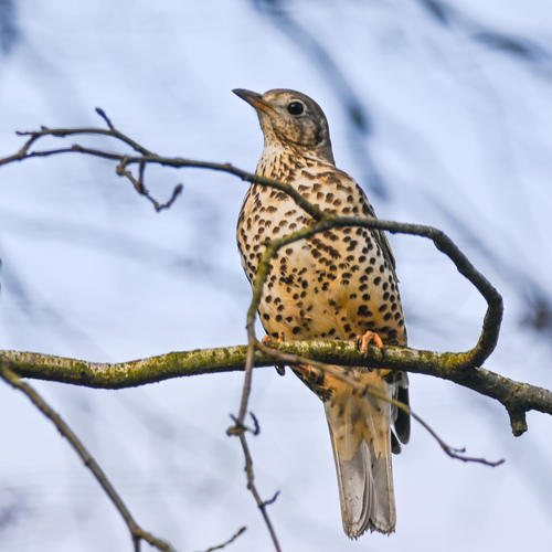 Mistle Thrush