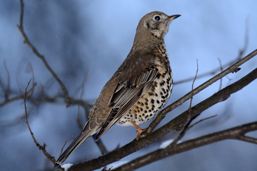 Mistle Thrush