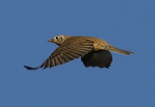 Mistle Thrush