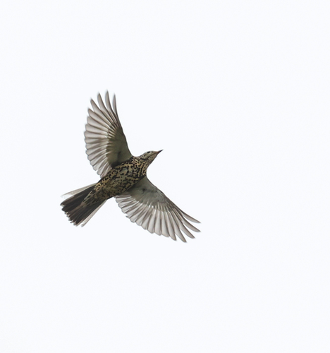 Mistle Thrush