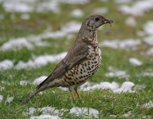 Mistle Thrush