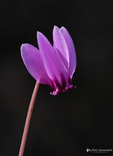 Ivy-leaved cyclamen