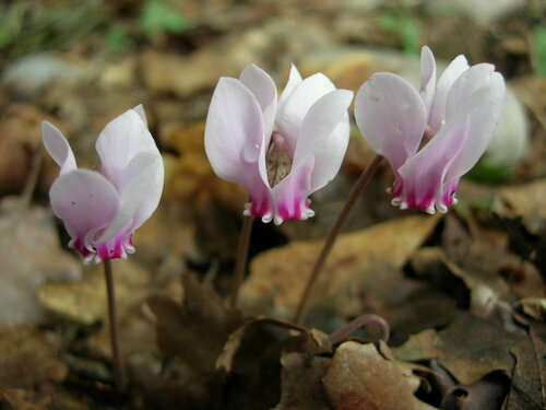 Ivy-leaved cyclamen