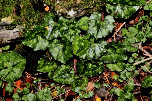Ivy-leaved cyclamen