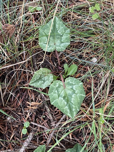 Ivy-leaved cyclamen