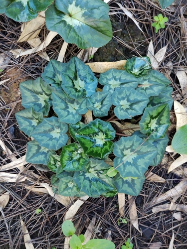 Ivy-leaved cyclamen